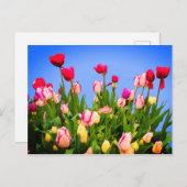 Verschillende Tulpen #3 Briefkaart (Voorkant / Achterkant)