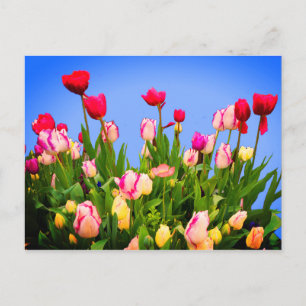 Verschillende Tulpen #3 Briefkaart