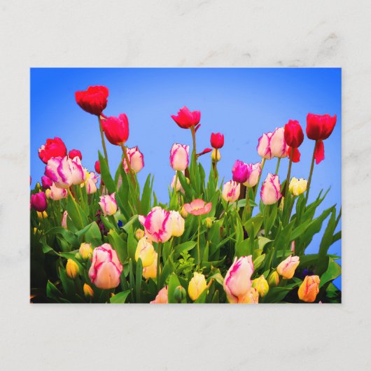 Verschillende Tulpen #3 Briefkaart (Voorkant)