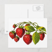 Verse aardbeien briefkaart (Voorkant / Achterkant)