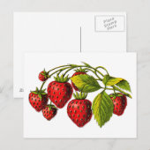 Verse aardbeien briefkaart (Voorkant / Achterkant)