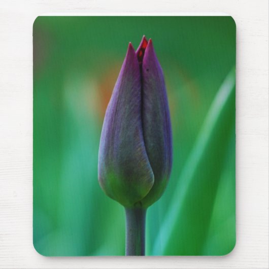 Verse bloeiende paarse tulp muismat (Voorkant)