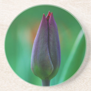 Verse bloeiende paarse tulp zandsteen onderzetter