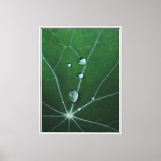 Verse Dauw Druppels Canvas Afdruk