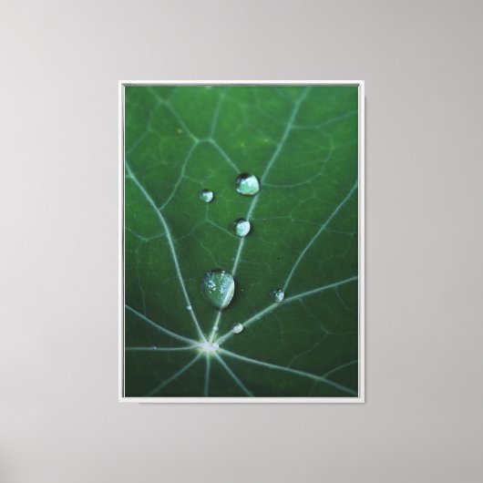 Verse Dauw Druppels Canvas Afdruk (Voorkant)