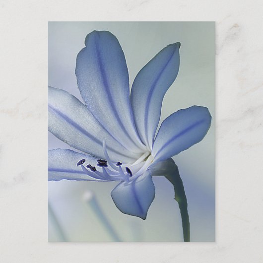 Verse foto van blauwe bloem briefkaart (Voorkant)