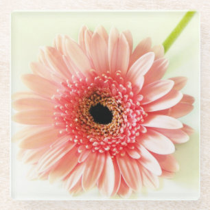 Verse foto van roze Gerbera-madeliefje Glazen Onderzetter