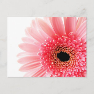 Verse foto van roze Gerbera-margriet Feestdagenkaart