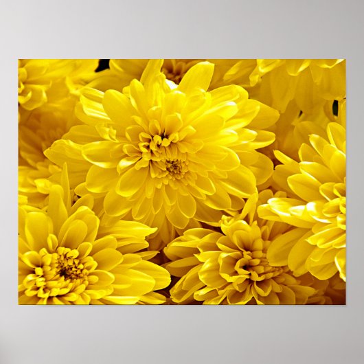 Verse gele bloemen Close-up Poster (Voorkant)