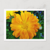 , verse gele maisbloem briefkaart (Voorkant)