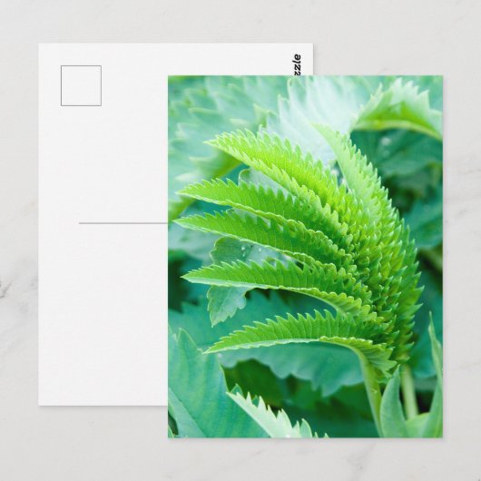 Verse groene bladeren briefkaart (Voorkant / Achterkant)