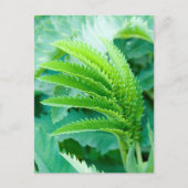 Verse groene bladeren briefkaart (Voorkant)