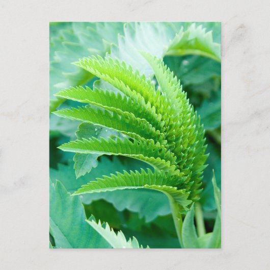 Verse groene bladeren briefkaart (Voorkant)