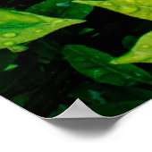 verse groene bladeren zien er mooi uit en heel nat poster (Hoek)
