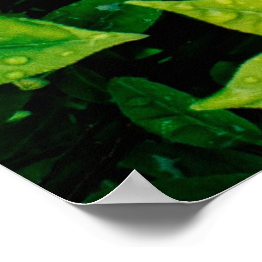 verse groene bladeren zien er mooi uit en heel nat poster (Hoek)