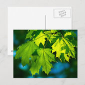 Verse groene esdoorbladeren briefkaart (Voorkant / Achterkant)