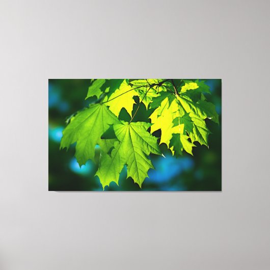 Verse groene esdoorbladeren canvas afdruk (Voorkant)