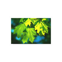 Verse groene esdoorbladeren