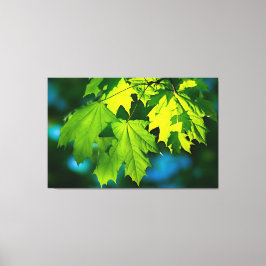 Verse groene esdoorbladeren canvas afdruk