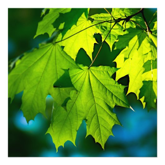 Verse groene esdoorbladeren foto afdruk (Voorkant)