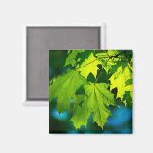 Verse groene esdoorbladeren magneet (Voorkant / Achterkant)