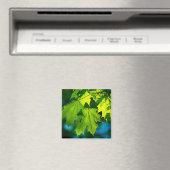 Verse groene esdoorbladeren magneet (Insitu (Vaatwasser))