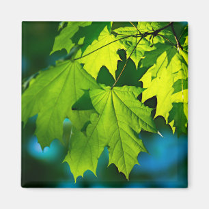 Verse groene esdoorbladeren magneet