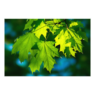 Verse groene esdoornbladeren foto afdruk