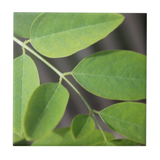 verse groene zomerasboombladeren. tegeltje (Voorkant)