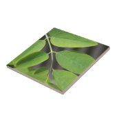 verse groene zomerasboombladeren. tegeltje (Zijkant)