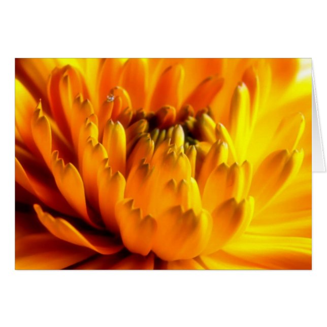 Verse Kaart met Oranje #2 (Voorkant Horizontaal)