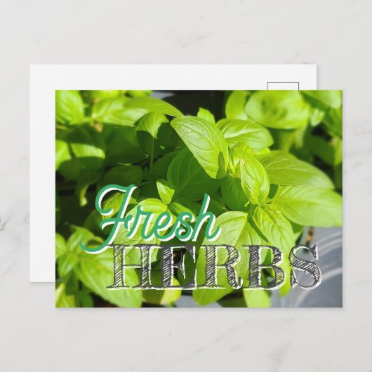 VERSE KRUIDEN Tuin Basil Recept Inblikken Briefkaart (Voorkant / Achterkant)