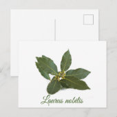 Verse laurierbladeren briefkaart (Voorkant / Achterkant)