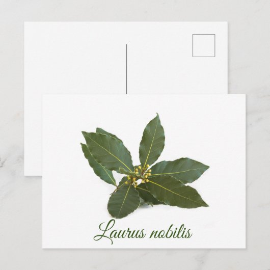 Verse laurierbladeren briefkaart (Voorkant / Achterkant)