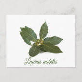 Verse laurierbladeren briefkaart (Voorkant)