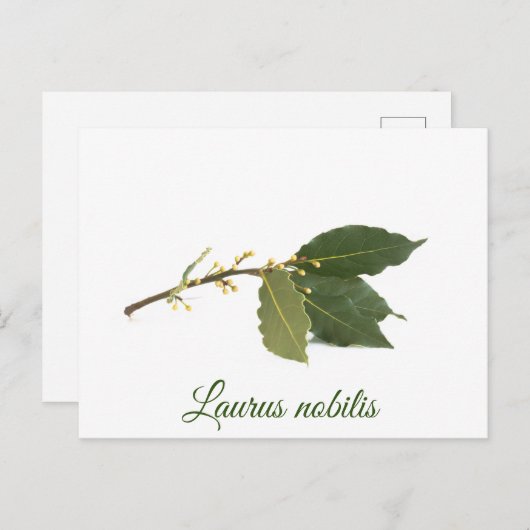 Verse laurierbladeren briefkaart (Voorkant / Achterkant)