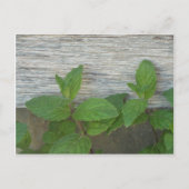 verse nertsen briefkaart (Voorkant)