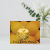 Verse Oranje egel Briefkaart (Staand voorkant)