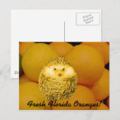 Verse Oranje egel Briefkaart (Voorkant / Achterkant)