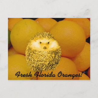 Verse Oranje egel Briefkaart