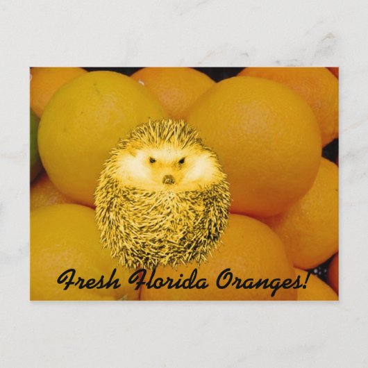 Verse Oranje egel Briefkaart (Voorkant)