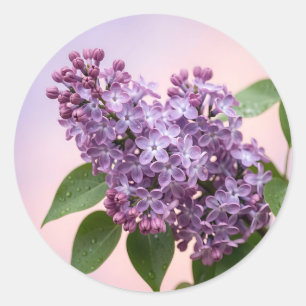 Verse Paarse Seringbloesem Lente Bloemenpracht Ronde Sticker