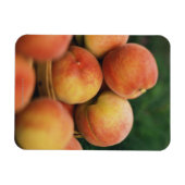 Verse perziken magneet (Horizontaal)