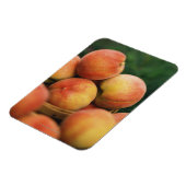 Verse perziken magneet (Linkerzijde)