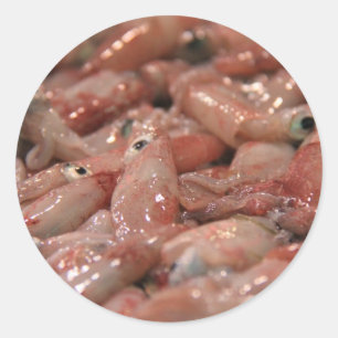 Verse pijlinktvis Stickers