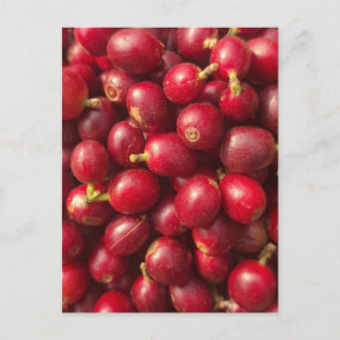 Verse, rijpe rode koffiekersen briefkaart