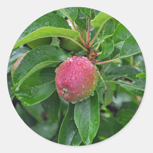 Verse rode appel op boom ronde sticker (Voorkant)