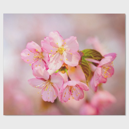 Verse roze Sakura-bloemen op roze Cadeaupapier (Vlak)