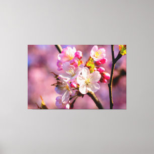 Verse Sakurabloemen in de tuin in de lente Canvas Afdruk