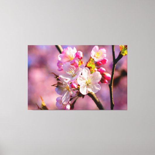 Verse Sakurabloemen in de tuin in de lente Canvas Afdruk (Voorkant)